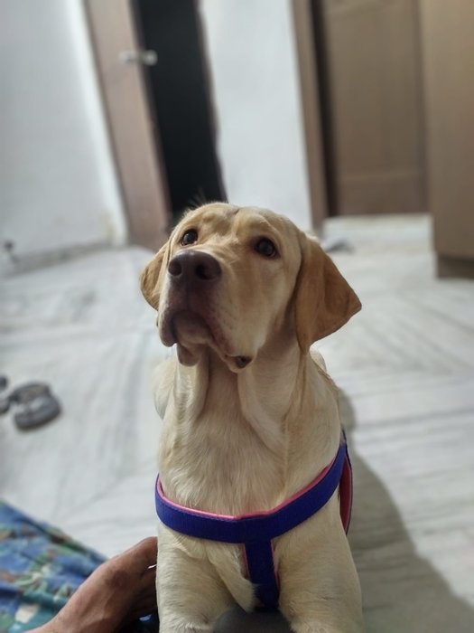 Buddy - Chief Morale Officer at rohitsharma.studio